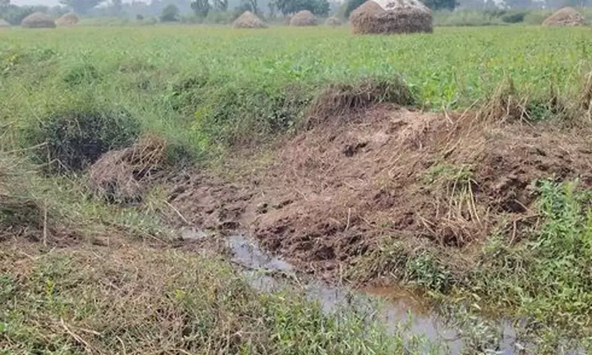 Andhra: सिंचाई तालाबों पर अतिक्रमण से किसान चिंतित