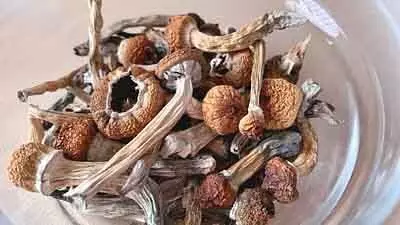 Magic mushroom case : केरल उच्च न्यायालय ने ड्रग्स के आरोपी को जमानत दी