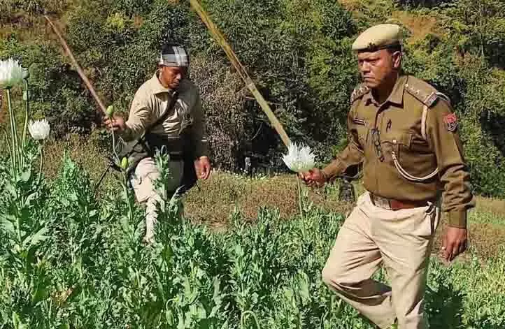 Manipur: पुलिस ने कांगपोकपी में 25 एकड़ में फैले अफीम का बागान नष्ट किया