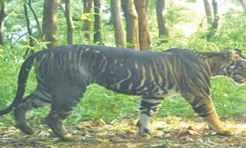 Odisha: एसटीआर के जेनाबिल रेंज में मेलानिस्टिक बाघ की मौत