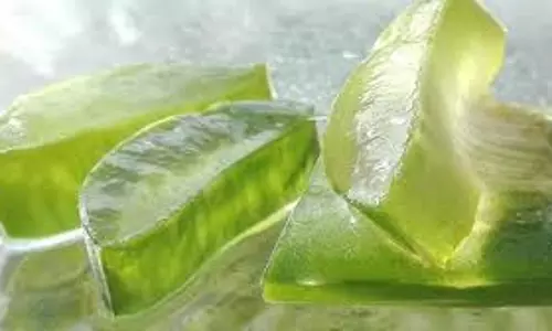 Skin Tips: क्या सर्दियों में भी त्वचा पर एलोवेरा जेल लगाया जा सकता है, जानें इसका असर Skin Tips: क्या सर्दियों में भी त्वचा पर एलोवेरा जेल लगाया जा सकता है, जानें इसका असर