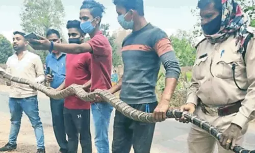 किंग कोबरा का प्रजाति जानने होगा डीएनए टेस्ट