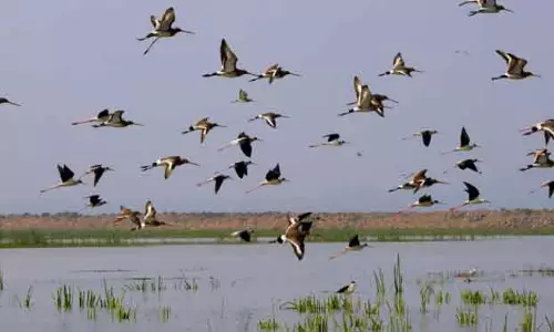ओडिशा में शनिवार को मध्य शीतकालीन पक्षी गणना की जाएगी