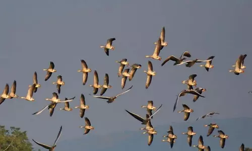 Odisha में वार्षिक पक्षी गणना 18 जनवरी को, एक दिवसीय अभ्यास होगा Odisha में वार्षिक पक्षी गणना 18 जनवरी को, एक दिवसीय अभ्यास होगा