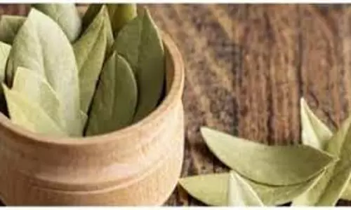 Health: फैटी लिवर में फायदेमंद है तेजपत्ते का पानी, जानें इस्तेमाल का सही तरीका