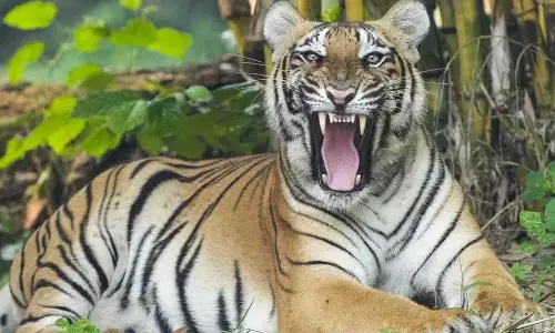 Kerala : 5 बाघों की जगह पर 7 बाघ बाथरी बचाव केंद्र में बाघों के रहने के लिए