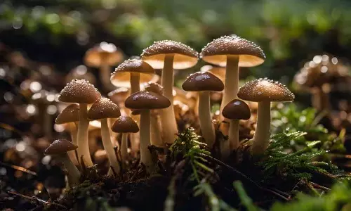 मशरूम को NDPS अधिनियम के तहत प्रतिबंधित पदार्थ नहीं माना जा सकता
