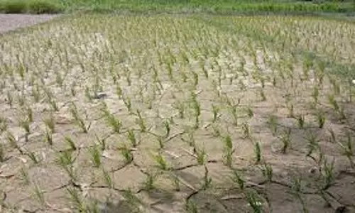 Gopalganj: जिले में प्रतिकूल मौसम होने से पूरा नहीं हो पा रहा खेती का लक्ष्य