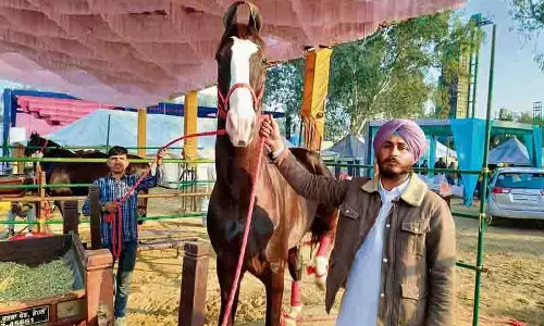 Punjab: धैर्य रखें, मारवाड़ी घोड़ा 21 करोड़ रुपये में उपलब्ध