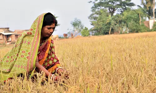 Odisha: किसान लगातार कष्ट झेल रहे समस्याएं खत्म होने का नाम नहीं ले रही Odisha: किसान लगातार कष्ट झेल रहे समस्याएं खत्म होने का नाम नहीं ले रही