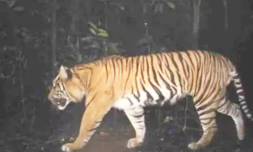 बाघ को देखकर भागी खेतिहर महिलाएं, गांव में अलर्ट