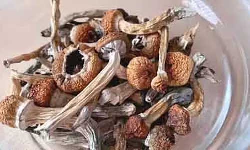 Magic mushroom case : केरल उच्च न्यायालय ने ड्रग्स के आरोपी को जमानत दी