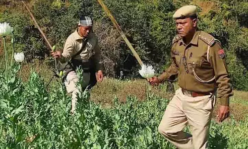 Manipur: पुलिस ने कांगपोकपी में 25 एकड़ में फैले अफीम का बागान नष्ट किया