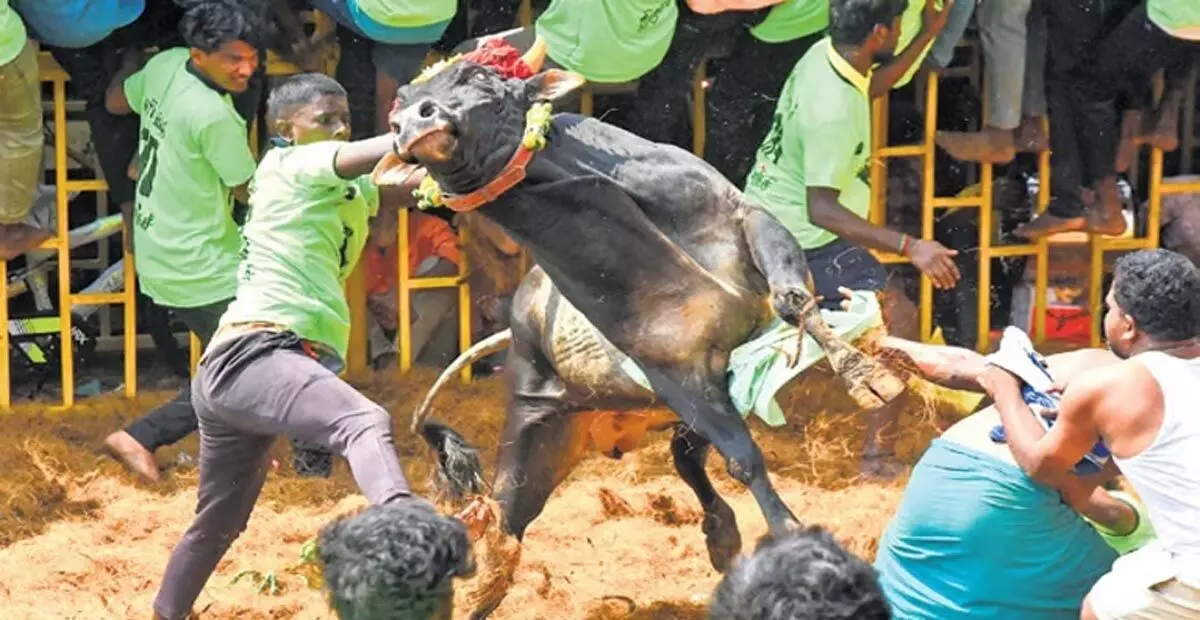 Tamil Nadu: बीजेपी अध्यक्ष अन्नामलाई ने जल्लीकट्टू सीट को लेकर उदयनिधि की आलोचना की