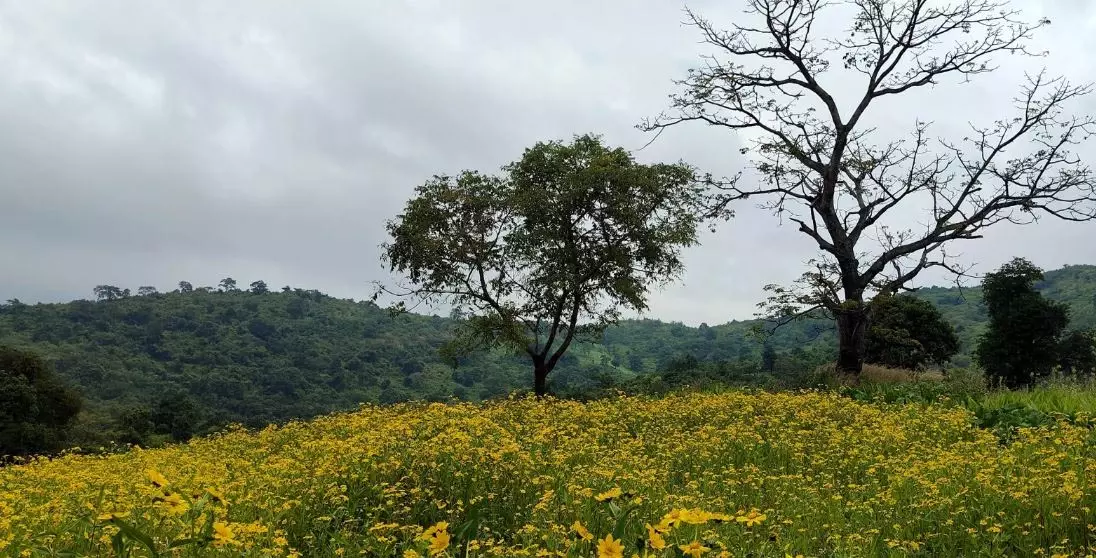 Andhra Pradesh के अराकू घाटी में नया पासपोर्ट कार्यालय खुलेगा Andhra Pradesh के अराकू घाटी में नया पासपोर्ट कार्यालय खुलेगा