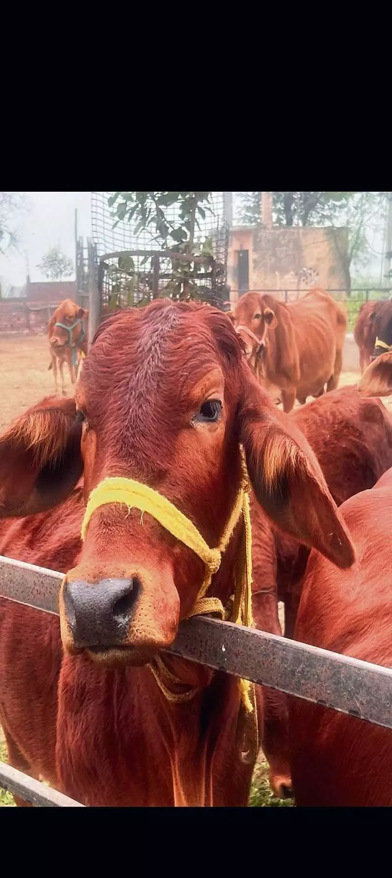 Haryana : गौशालाओं के पास बायोगैस संयंत्र स्थापित करें