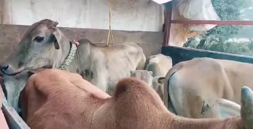 गौ तस्करी नाकाम, ट्रक से 30 गायों का रेस्क्यू गौ तस्करी नाकाम, ट्रक से 30 गायों का रेस्क्यू