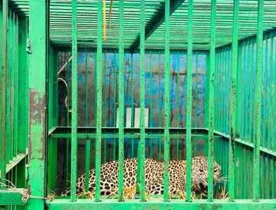 Bahraich: बालिका को शिकार बनाने वाले तेंदुए को पकड़ा गया Bahraich: बालिका को शिकार बनाने वाले तेंदुए को पकड़ा गया