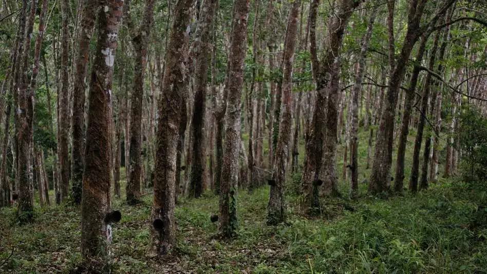 Tripura ने रबर बागानों में वृद्धि का लक्ष्य रखा, 30,000 हेक्टेयर का 5 वर्षीय लक्ष्य पार किया