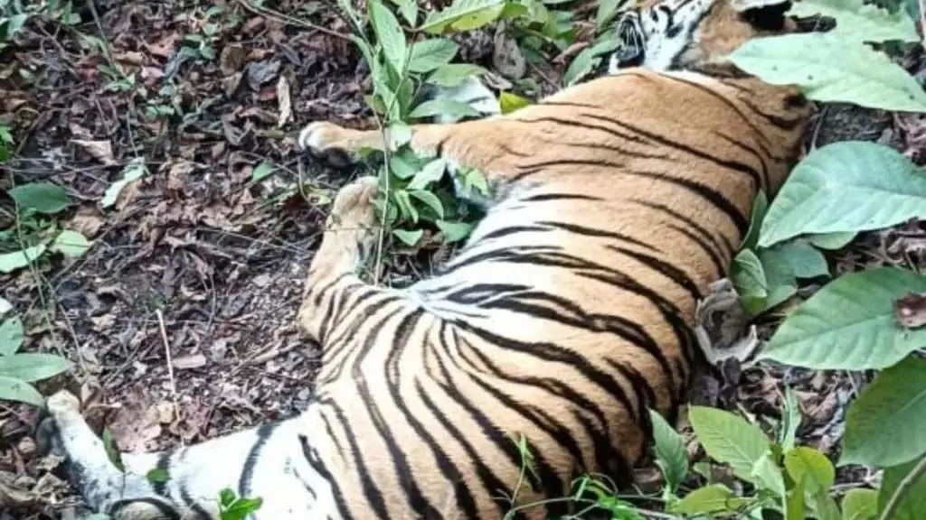 बल्लारशा-चंद्रपुर मार्ग पर ट्रेन की टक्कर से बाघ की मौत