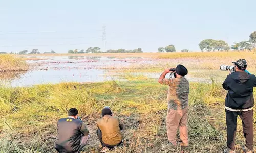 Tamil Nadu: पोंगल पक्षी गणना के दौरान 332 प्रजातियां देखी गईं Tamil Nadu: पोंगल पक्षी गणना के दौरान 332 प्रजातियां देखी गईं