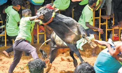 Tamil Nadu: बीजेपी अध्यक्ष अन्नामलाई ने जल्लीकट्टू सीट को लेकर उदयनिधि की आलोचना की