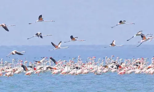 Chilika में 11 लाख से अधिक पक्षी पहुंचे, प्रजातियों की संख्या में वृद्धि दर्ज की