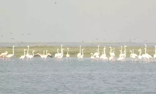 ओडिशा के भितरकनिका राष्ट्रीय उद्यान में पक्षी मेहमानों की संख्या में मामूली वृद्धि