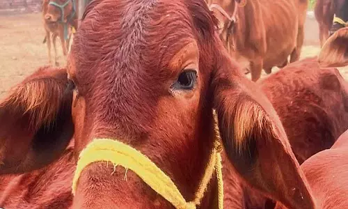 Haryana : गौशालाओं के पास बायोगैस संयंत्र स्थापित करें