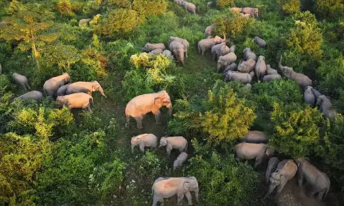 Assam की हाथीबंधु पहल की सराहना की, सीएम सरमा ने आभार जताया