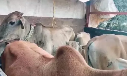 गौ तस्करी नाकाम, ट्रक से 30 गायों का रेस्क्यू गौ तस्करी नाकाम, ट्रक से 30 गायों का रेस्क्यू
