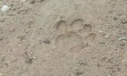 Lakhimpur Kheri: खेत में मिले बाघ के पैरों के निशान, ग्रामीणों में दहशत