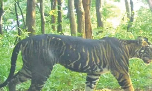 Bhubaneswar: एसटीआर मेलानिस्टिक बाघ शिकार मामले में आरोपी थे