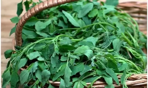 सर्दियों में बथुआ खाने के 5 अविश्वसनीय लाभ, प्राकृतिक रूप से स्वास्थ्य को बढ़ावा सर्दियों में बथुआ खाने के 5 अविश्वसनीय लाभ, प्राकृतिक रूप से स्वास्थ्य को बढ़ावा