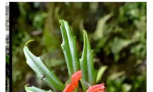 Nagaland में नई पौधों की प्रजातियाँ खोजी गईं