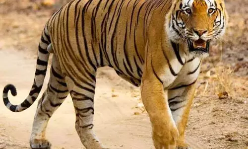 दर्जनभर गांवों को बाघ से सावधान रहने का अलर्ट