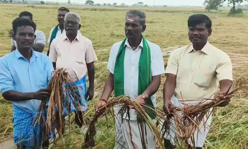Tamil Nadu : भारी बारिश से 30,000 एकड़ सांबा फसल प्रभावित