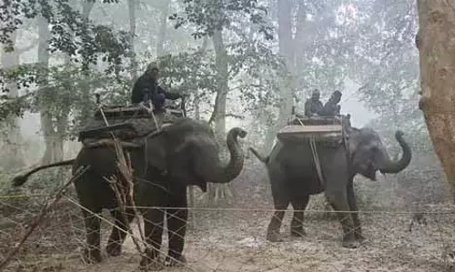 Lucknow : बागवानी संस्थान परिसर में मिले बाघ के पैरों के निशान, तलाश तेज