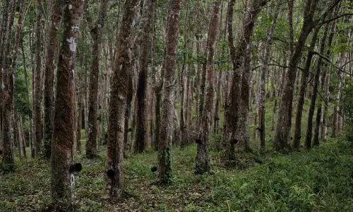 Tripura ने रबर बागानों में वृद्धि का लक्ष्य रखा, 30,000 हेक्टेयर का 5 वर्षीय लक्ष्य पार किया