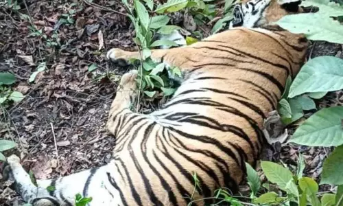 बल्लारशा-चंद्रपुर मार्ग पर ट्रेन की टक्कर से बाघ की मौत
