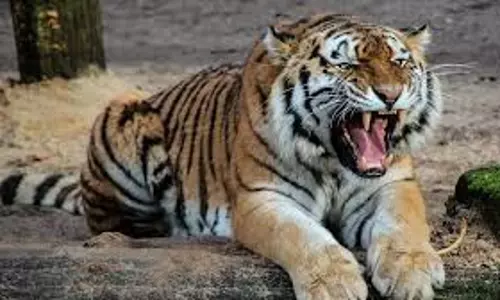 Lakhimpur Kheri:  बाघ के हमले से ग्रामीणों में फैली दहशत