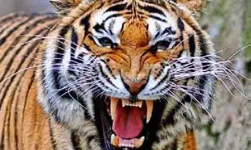 UP: कतर्नियाघाट अभ्यारण्य के करीब बाघ ने किसान पर किया हमला, मौत