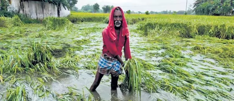 Ramanathapuram में भारी बारिश कटाई के लिए तैयार धान की फसलें जलमग्न