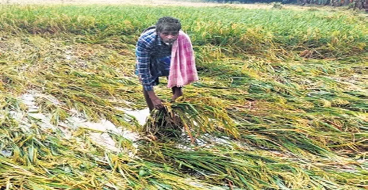 Tamil Nadu: तटीय डेल्टा में बारिश से 50,000 हेक्टेयर सांबा डूब गया