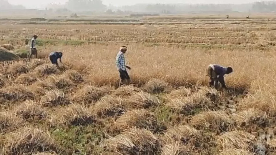 Odisha: बेमौसम बारिश से प्रभावित गंजम के किसानों को सिंचाई संकट का सामना करना पड़ रहा