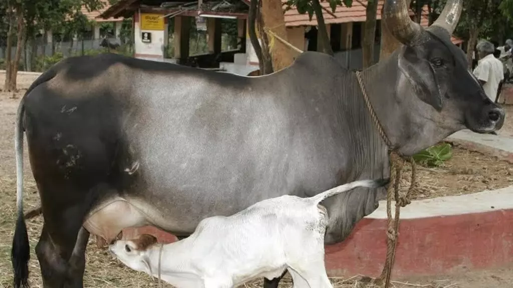 Karnataka: गर्भवती गाय का सिर और पैर काटकर हत्या, मामला दर्ज