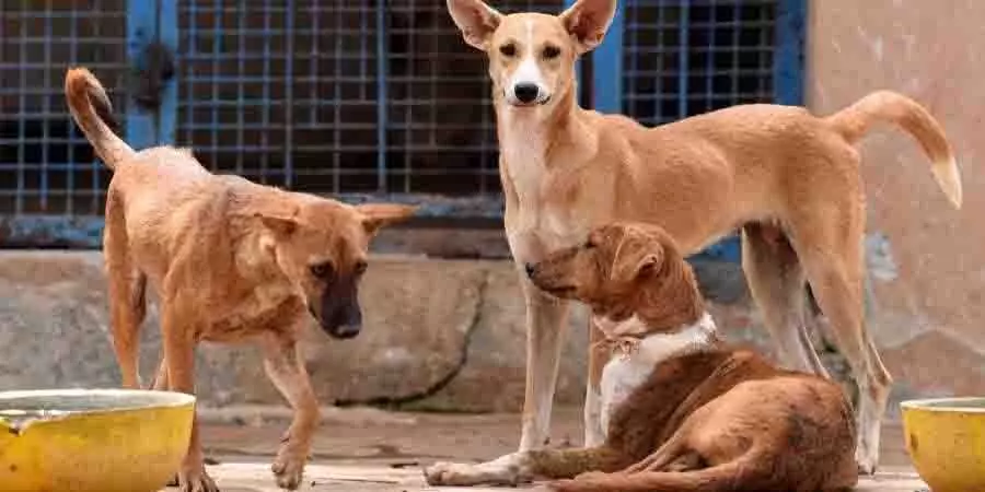 Hyderabad: कुत्तों से बचते समय बाइक गिरने से एक व्यक्ति की मौत