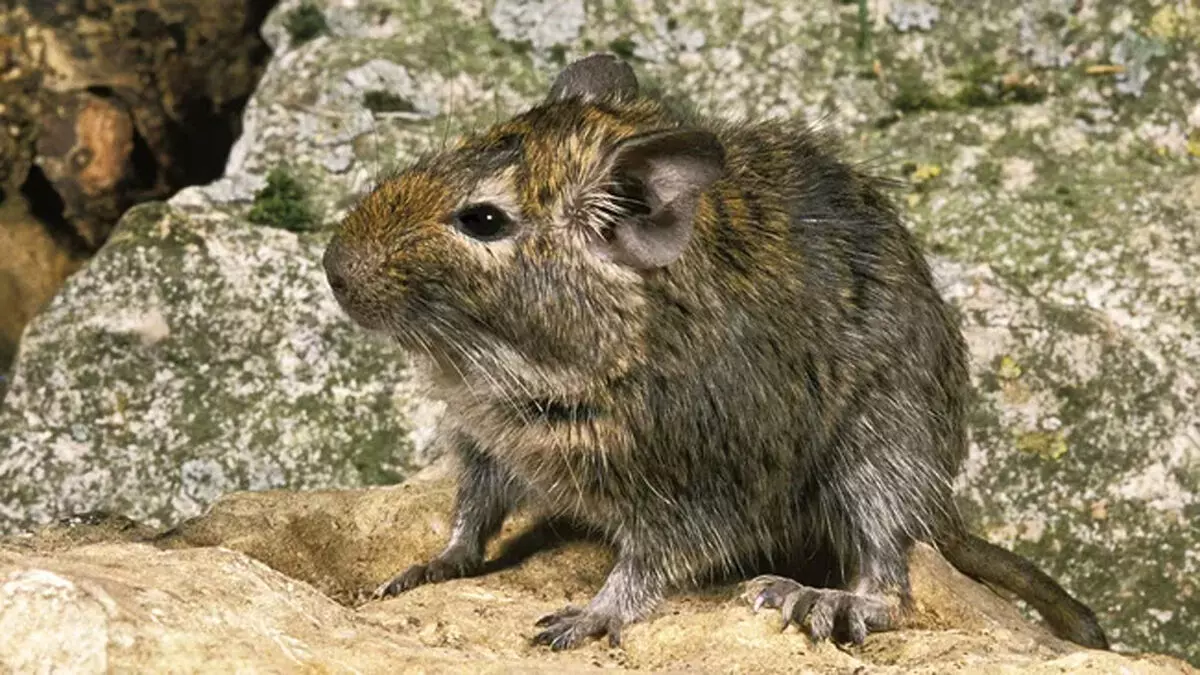 Common Degu: बड़े आकार के हैम्स्टर