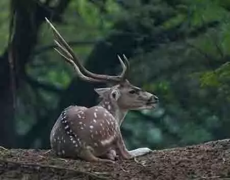 Assam : राष्ट्रीय उद्यान में संदिग्ध शिकारी मारा गया, हिरण का शव मिला