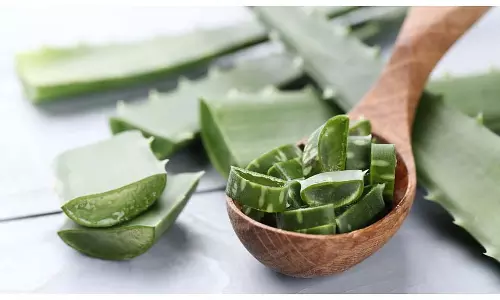 Hair Care Tips: एलोवेरा के साथ ये चीजें मिलाकर बालों में लगाएं, कमर तक लंबे लहराते बाल होंगे